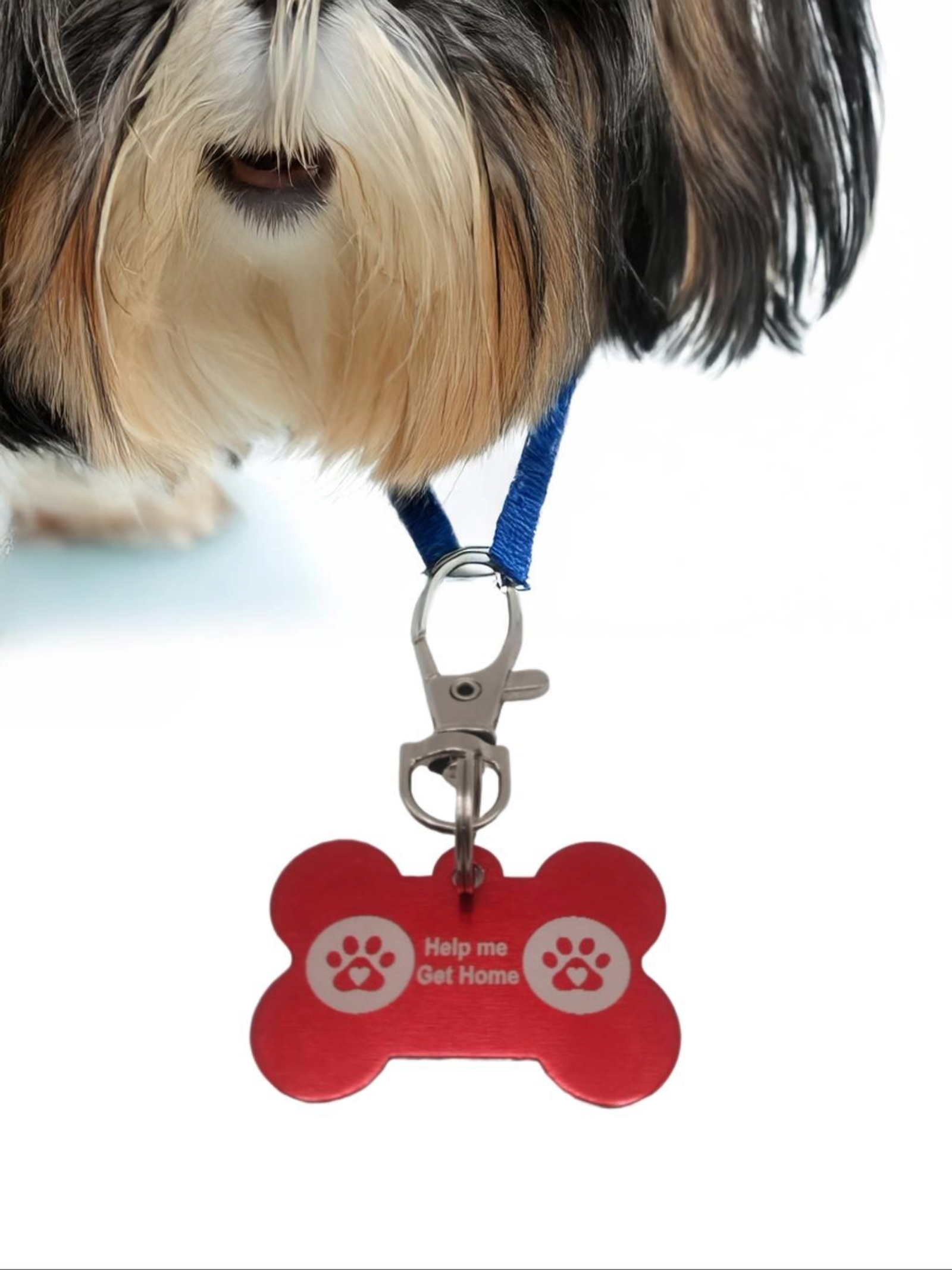 dog-with-tag-red